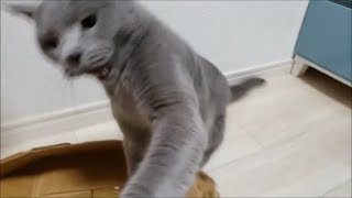 飼い主の「高速ハンド」を一瞬で見切ってカウンターを合わせる格闘の天才すずまろ