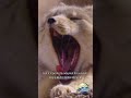 How the Tibetan fox survives the plateau