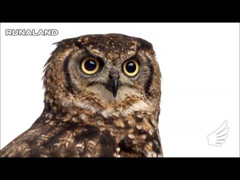 貓頭鷹_聲音點點名(動物版) | RUNALAND 路納星球