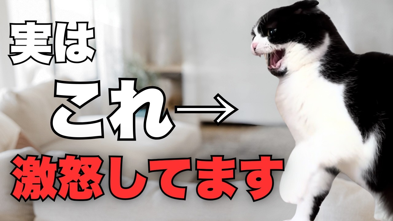 【絶対やめて】これを無視すると噛まれます。猫が「限界」の時に出す危険なサイン７選