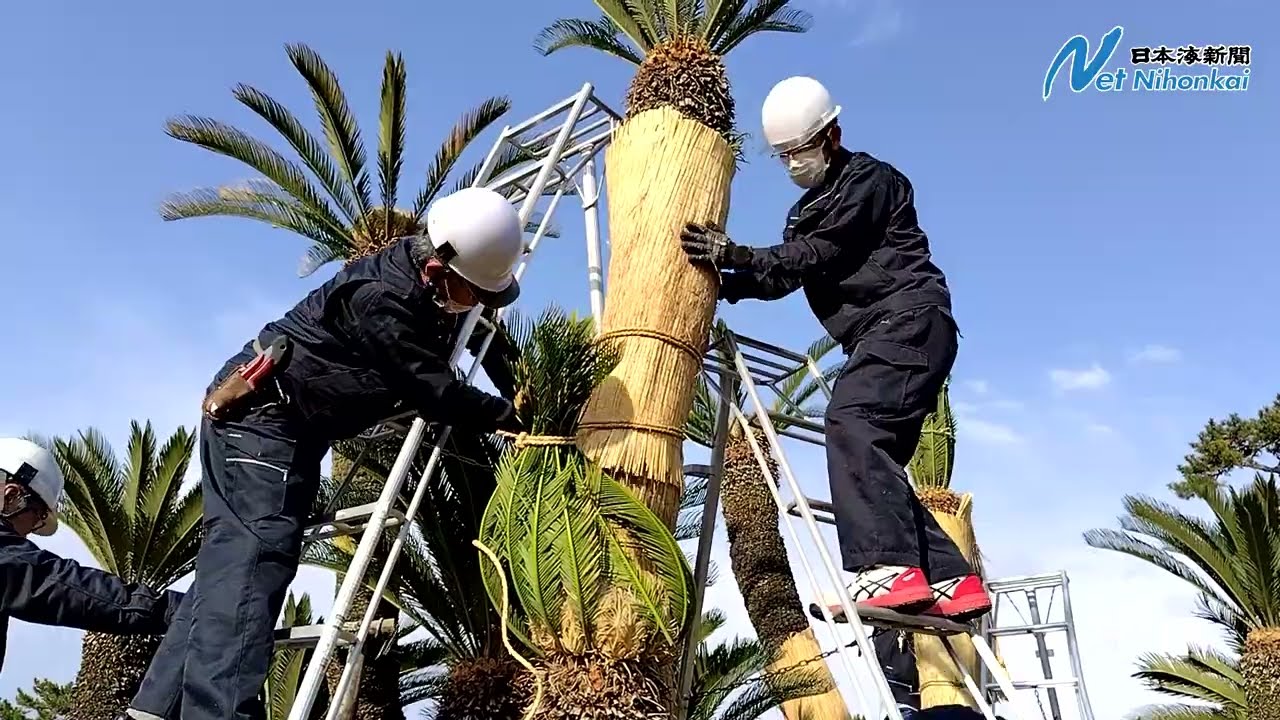 ソテツこも巻き冬支度 米子・湊山公園 日本海新聞 - YouTube