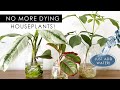 8 INDOOR PLANTS THAT CAN GROW IN WATER! *NO SOIL NEEDED!* Mp3 Song