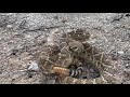 Rattlesnake hunting in Oklahoma