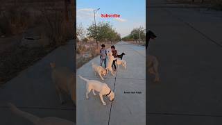 Kaalu Or Roxi | Bablu Chala Hi Jata #labrador #streetdog #dog #puppy #viral #shorts