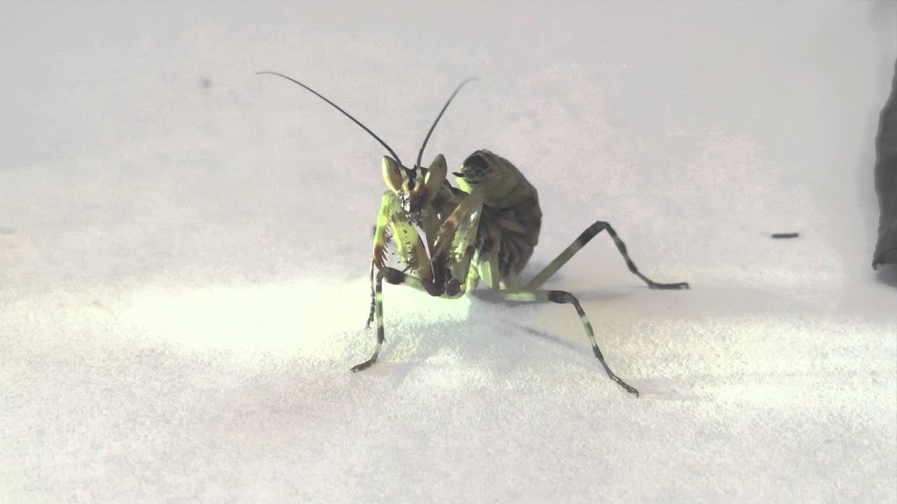 Indian Flower Mantis eating and cleaning itself YouTube