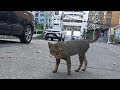 おそるおそるだけど寄ってきたキジ