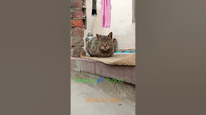 Video 1490311: siamese oriental shorthair kittens, siamese burmese cat, tabby exotic shorthair, exotic serval cat, kitten hairless cat