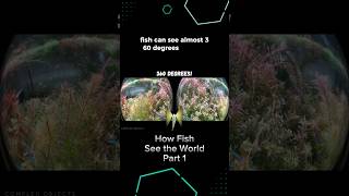 How Fish See the World - Part 1