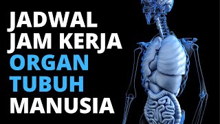 PENTING UNTUK DIKETAHUI !!! Ternyata Begini Jadwal Jam Kerja Organ Tubuh Manusia