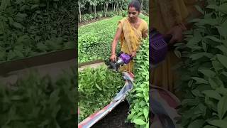 Amazing tea leaf harvesting machine 😱 | Fast Hedge Trimmer#farming #shorts