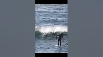 They Choose Violence Today 😱😱😱 #dolphins #funnyvideo  #paddleboard  #bighit #miami