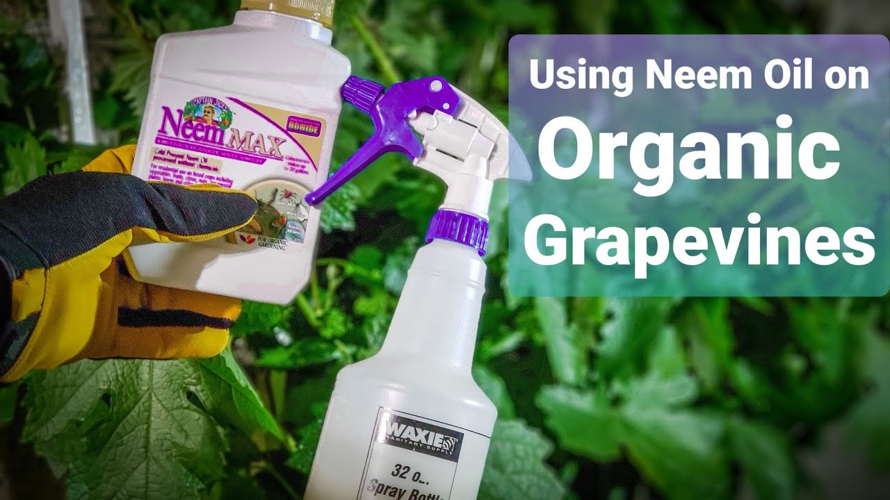 How to use Neem Oil as an Organic pesticide YouTube
