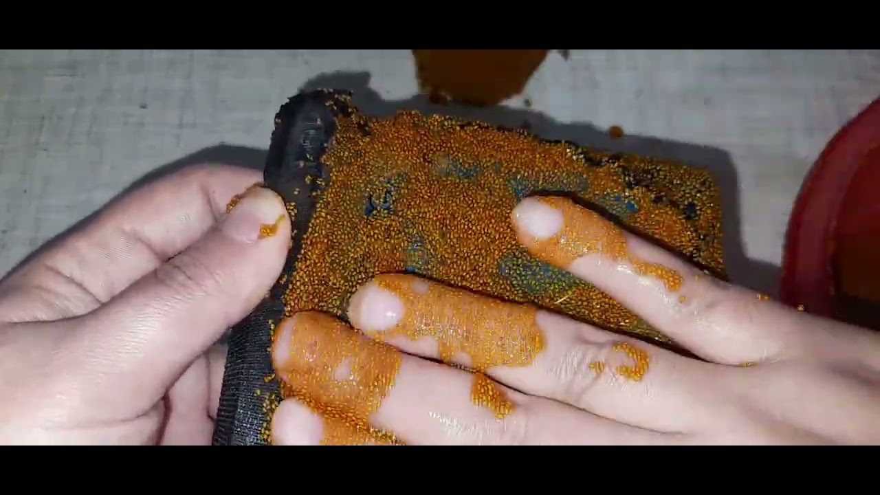 سبزه مدل هدیه با خاکشیر  .زود سبز میشه بزن بریم ❤👩‍🦰👩‍🦰🎄