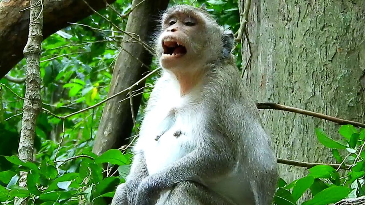 Congrats.! Pregnant Jazzy cried calling mother Jane to help giving birth.