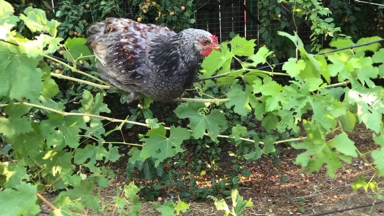 Do Chickens Like Grapes?!? YouTube