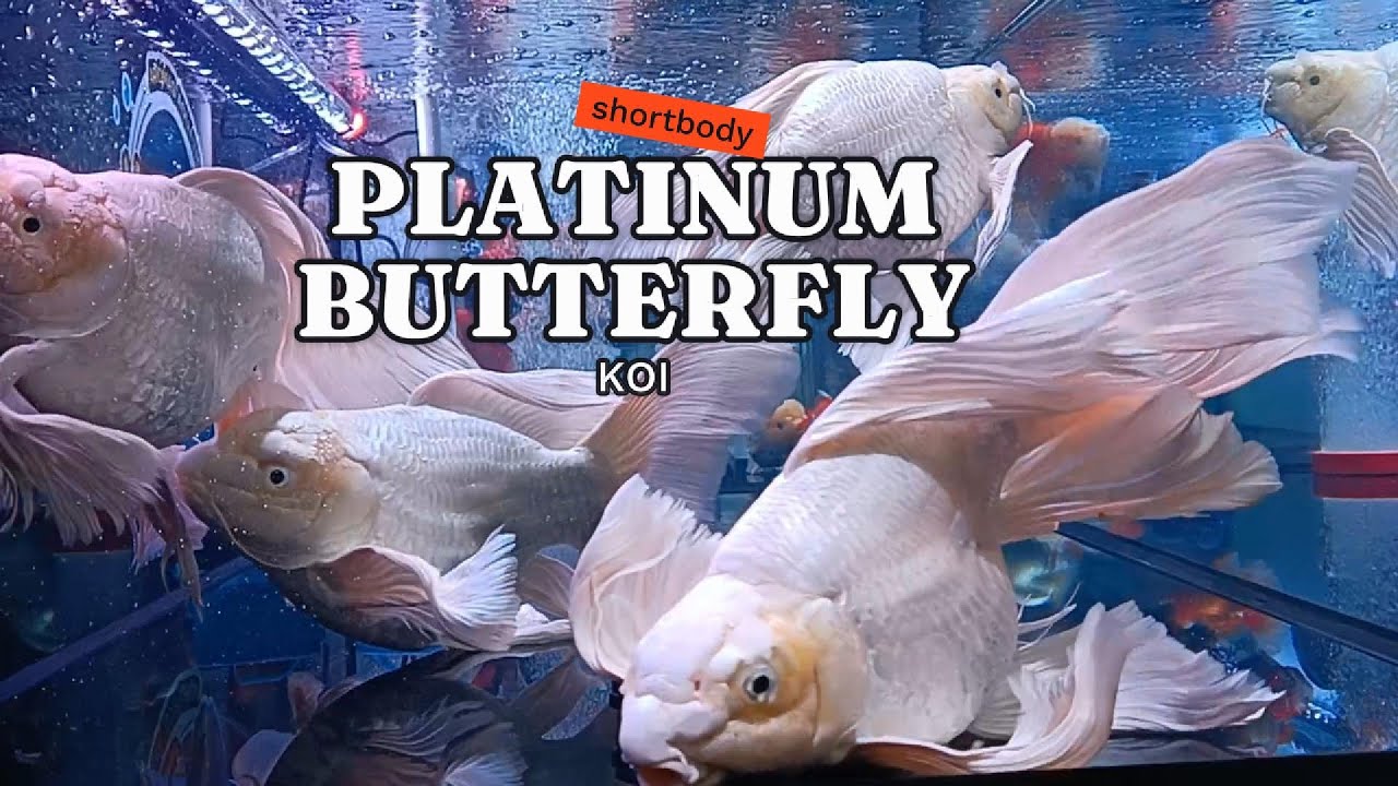 Shortbody Platinum Butterfly Koi Care Guide Here s How To Care For One shortbody-platinum-butterfly-koi-care-guide-here-s-how-to-care-for-one