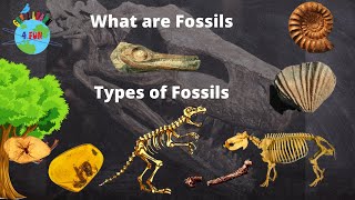 What is a Fossil | Types of Fossils | How are Fossils formed | Educational video for Kids