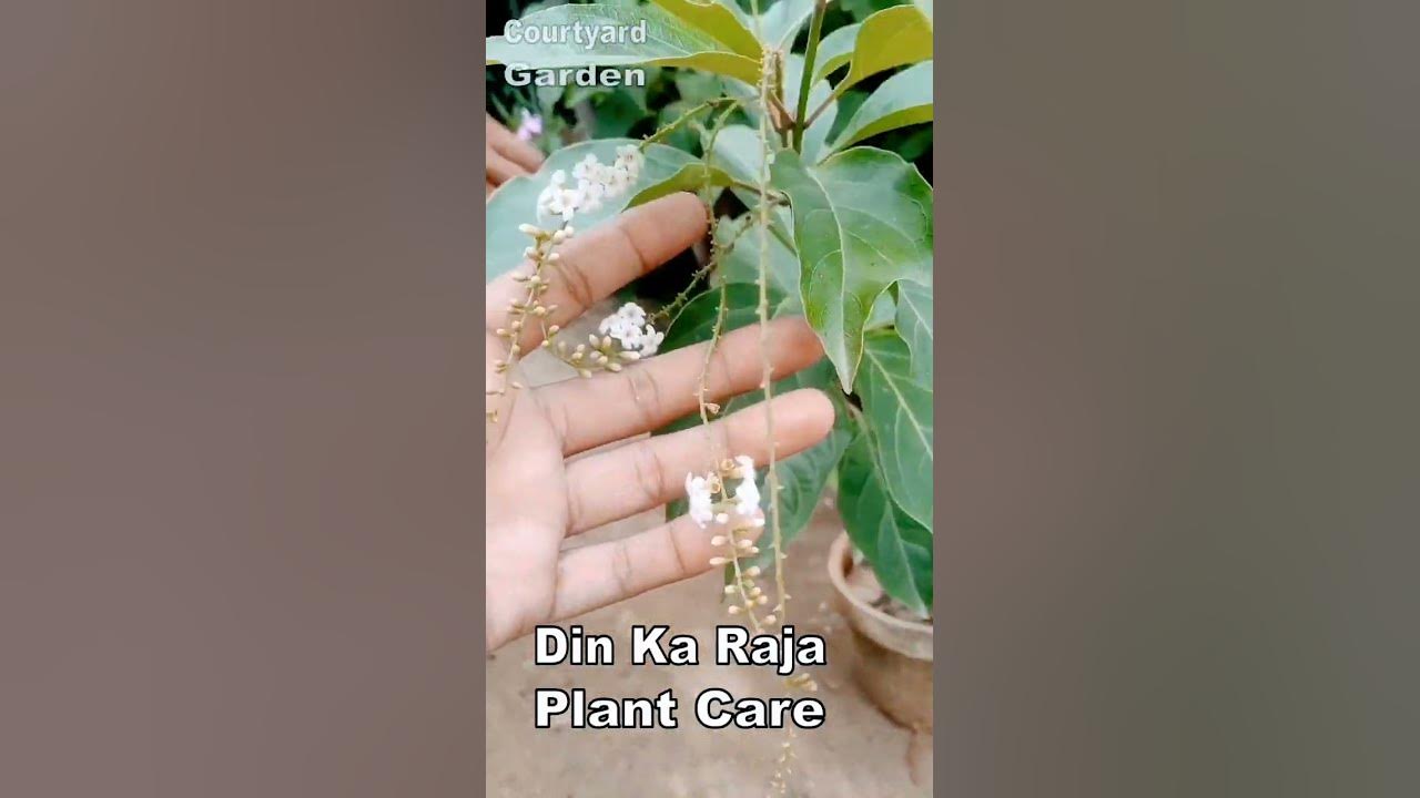 How To Care For Din Ka Raja Plant Day Blooming Jasmine 2023 YouTube how-to-care-for-din-ka-raja-plant-day-blooming-jasmine-2023-youtube