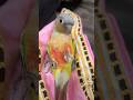 Mango LOVES chilaxing‼️ Versace bed ✅ #birds #mango #foryou #parrot