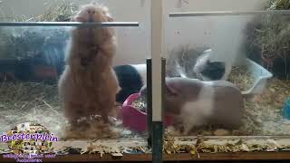 Our guinea pigs waiting for their veggies!