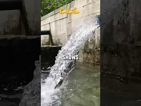 Worlds smartest fish? ?#shorts #viralvideo
