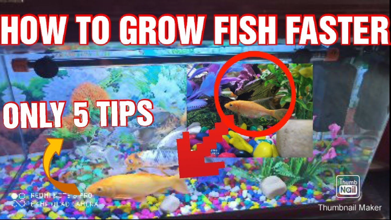 HOW TO GROW FISHES FASTER AND HUGE AND MAKE HEALTH STRONG,Aquariums YouTube