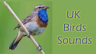 UK Birds Sounds Android App screenshot 5