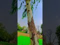 #shortvlog #nature #natural so beautiful ❤️ #vlog #deshi