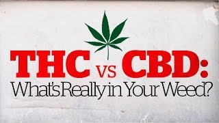 THC vs CBD: What's really in your weed? (CBC Marketplace)