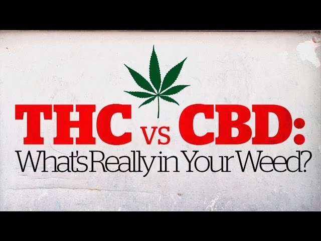 cbd cigarettes thc content compared to marlboro red THC vs CBD: What's really in your weed? (CBC Marketplace)
