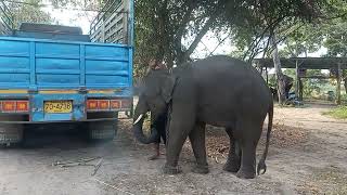 🙂สวัสดีครับวันนี้พาน้องบัวขาวออกเดินหน่อยครับ🐘❤️☘️🐘🐘🌴🌿😊🥰