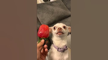 Thumbnail of My chihuahua hates strawberry😂😂