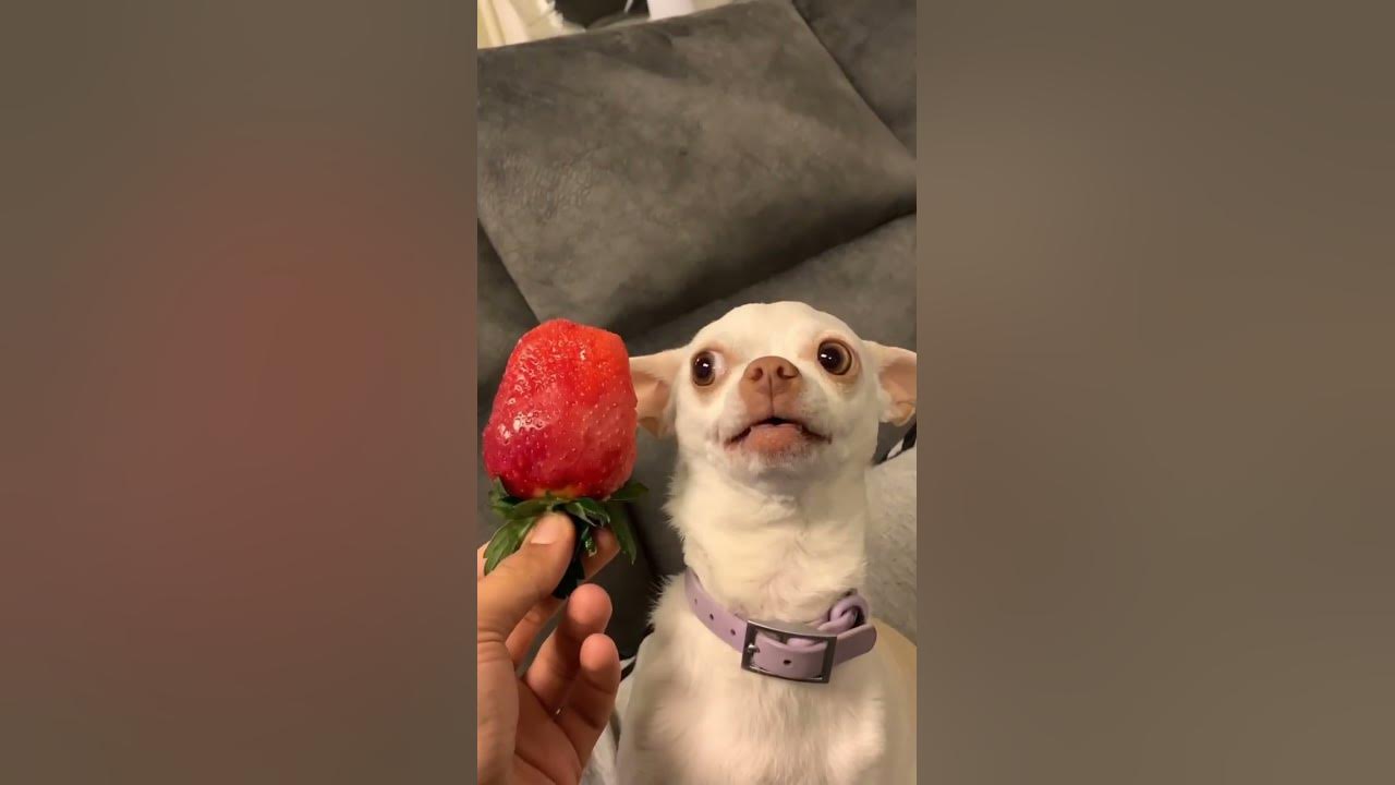 My chihuahua hates strawberry😂😂