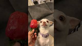 My chihuahua hates strawberry