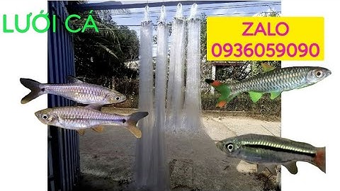 Bán lưới cá cơm. Bán lưới cá mương. Bán lưới cá trắng. Bán lưới cá lòng tong. Bán lưới cá kìm.