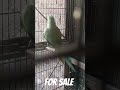 Ringneck parrot || Breederpair || Pti ||Ringneck Breeder pair || confirm breeder
