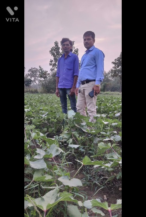#ભીંડી ભીંડા bhindi BHINDA okra AGROSTAR