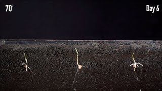 Corn Germination Time-Lapse Comparing Starters