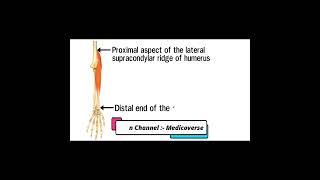 Muscles of the forearm | Origin , Insertion and Action | Part 3