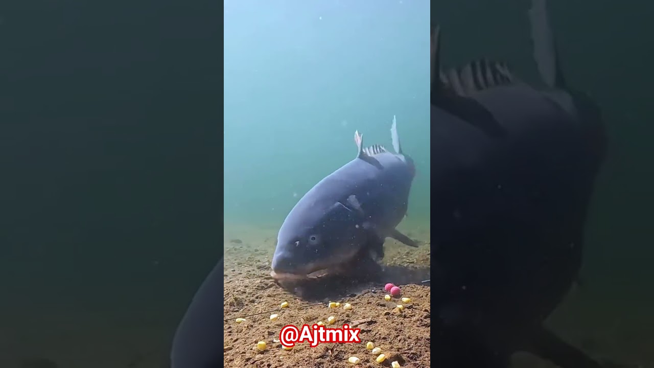 Giant Fish Underwater Feeding 😱 | Big Carp Fish Eating Food in River | Amazing Fish Video 