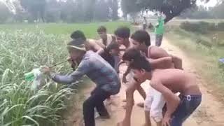 Koplak... Seruling Kobra..