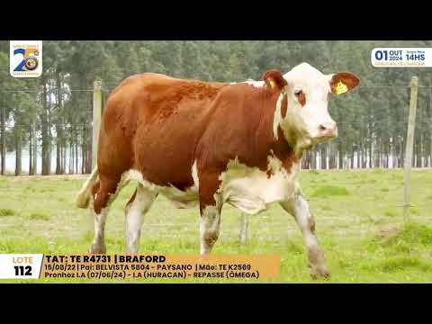 LOTE 112 TE R4731 BRAFORD Leilão Santa Tereza, 01 de Outubro 2024   Prod: Agência El Campo