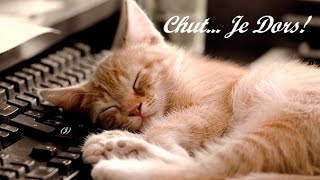 Douce Berceuse Pour Chatons Et Chiots Agites Musique Relaxante Pour Endormir Bebes Animaux Youtube