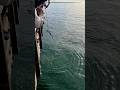 Thresher Shark off Seal Beach Pier!