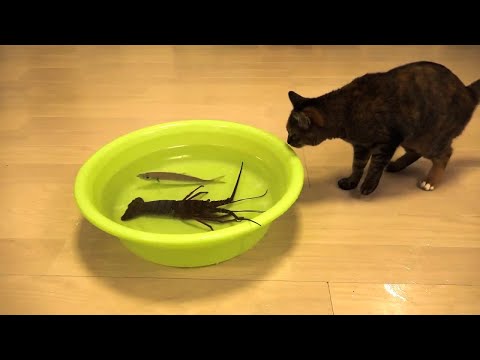1 Hour of Funniest Animals 2023 😍 New Funny Cats and Dogs Videos | Part 1