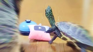 とんでもない事実が分かりました【I discovered an incredible fact