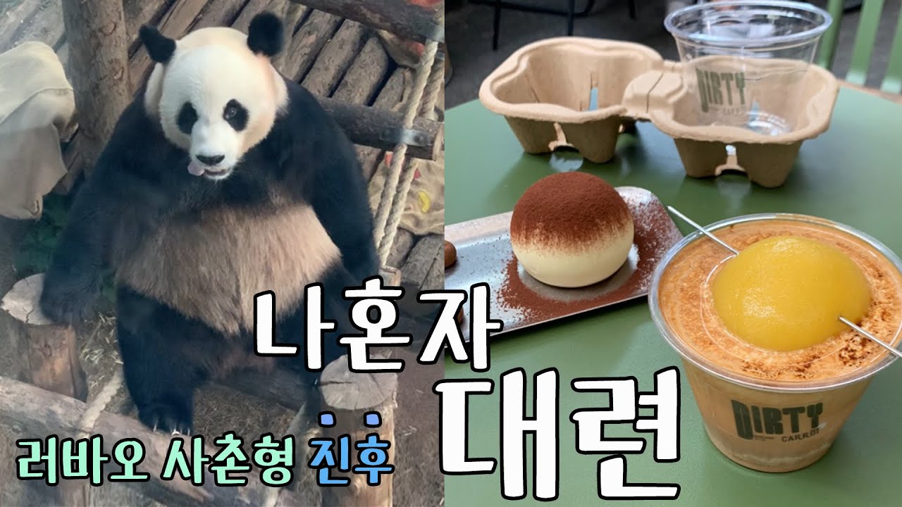 다롄🇨🇳여행 3 |  혼자 열심히도 돌아다니는 대련여행_ 감성카페에서 독특한 🍑커피 마시기 그리고 대련에서 러바오 사촌형 진후 실물영접🐼 + 보너스로 미니소 하울[중국]