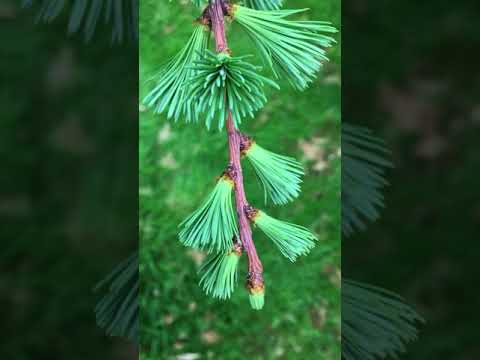 Video: Maumedis (40 Nuotraukų): Kaip Atrodo Medis Ir Lapai? 