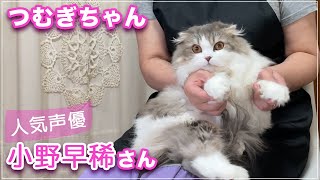 【小野早稀さん】人気声優の小野早稀さんが愛猫のつむぎちゃんを連れてきてくれました【つむぎちゃん】