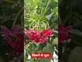 Kisine Phool Se Pucha  #flowers​ #beautiful​ #natural​